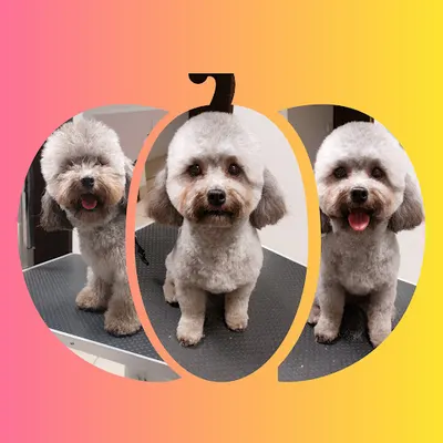 Cztery Łapki Salon Pielęgnacji Psów Monika Rybacka